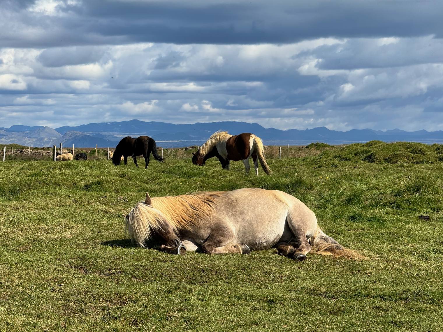 Some Icelandic horses grazing in a green field, one resting in the foreground