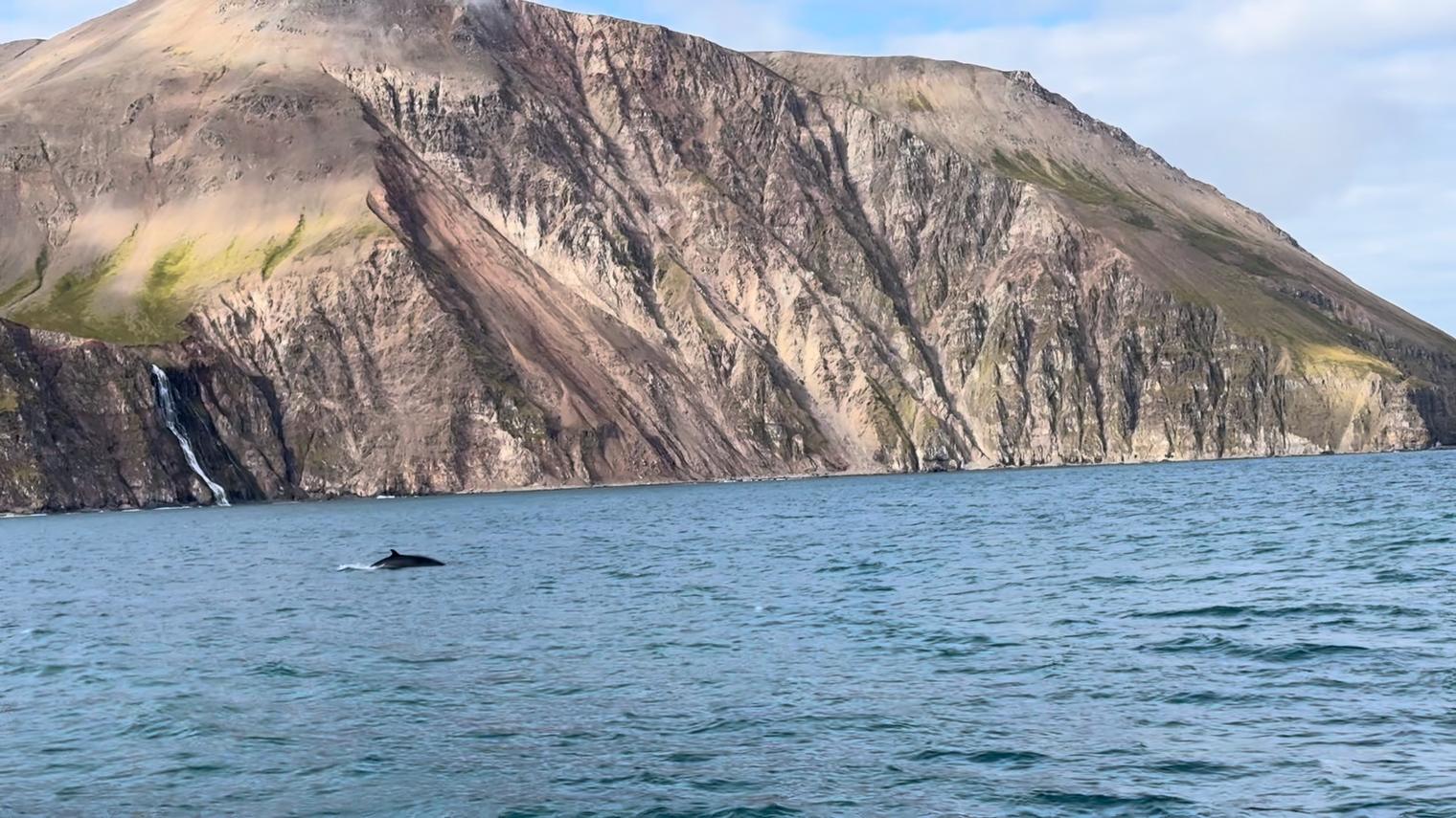 A minke whale surfacing in a bay beneath tall, banded sea cliffs with a thin waterfall